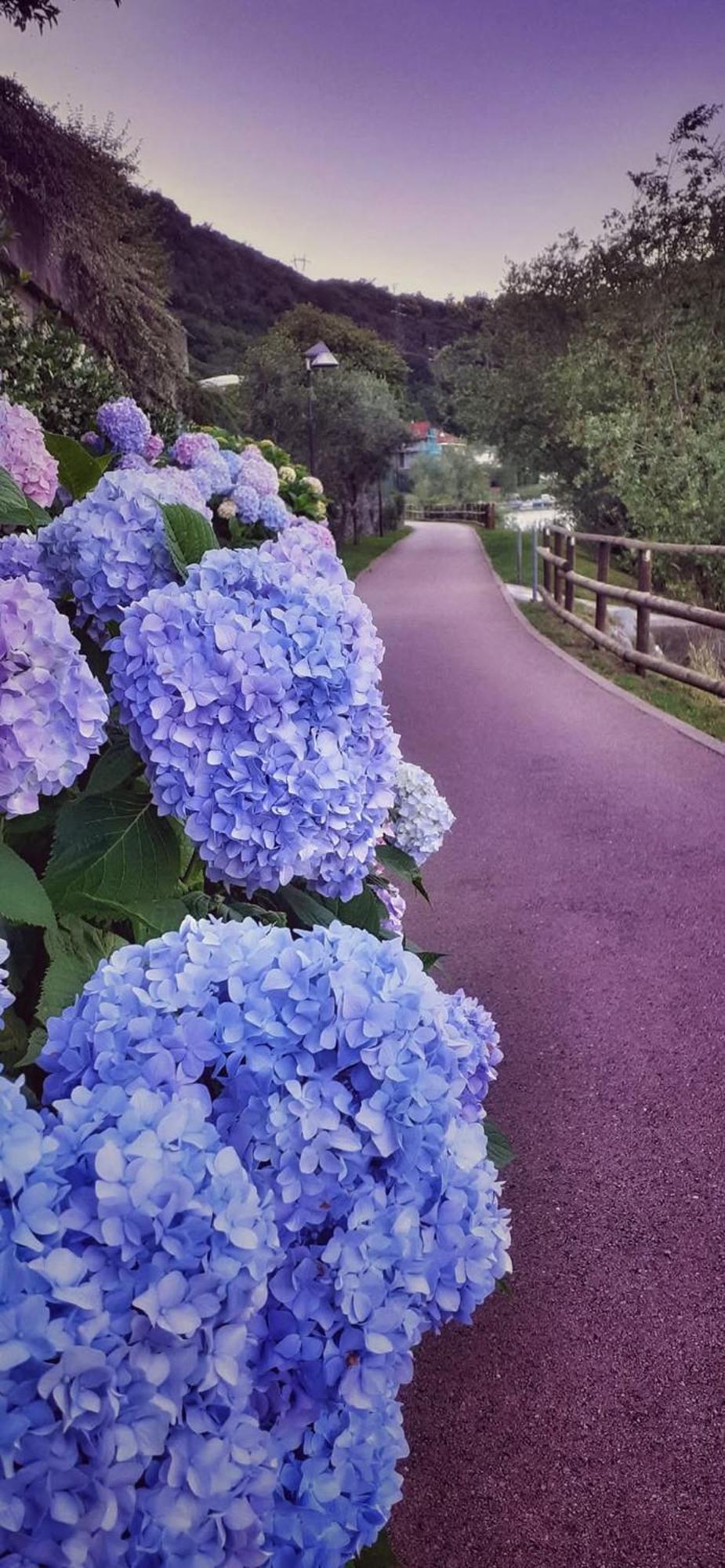 Le Rose Sul Lago Pescate Exteriér fotografie